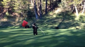 Baby Bear Circus Act on a Golf Course