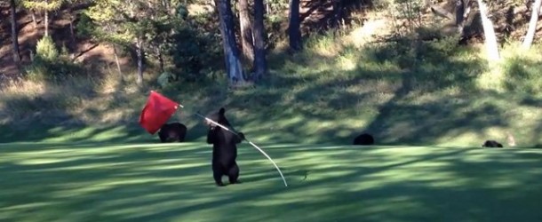 Baby Bear Circus Act on a Golf Course